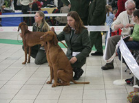 MVP Trenn 08 - CAC,Res.CACIB