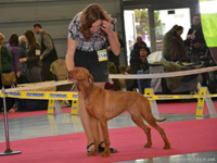 NVP Brno 2012 - CAC (foto Jana Vojtov)