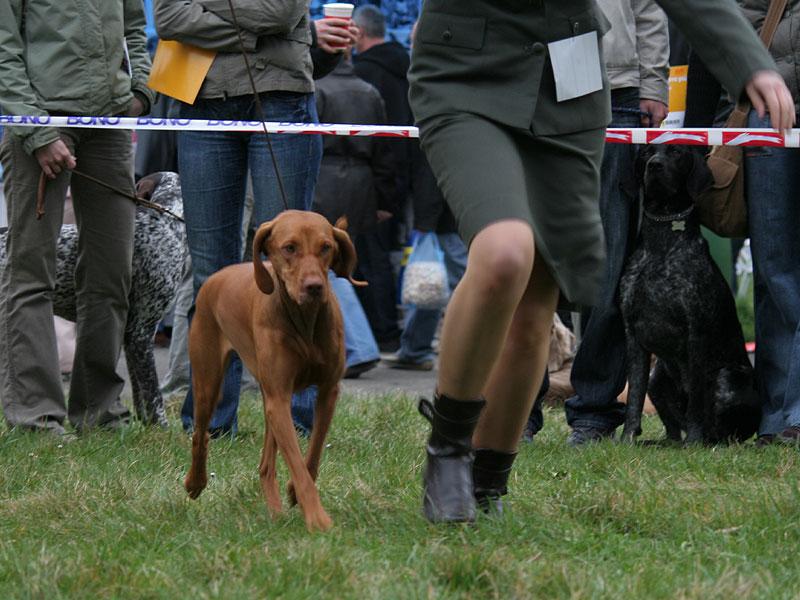 aneta_pohyb2.jpg - Ch.Anett z Tišnovských revírů - V1,CAC + dokončen Český šampion