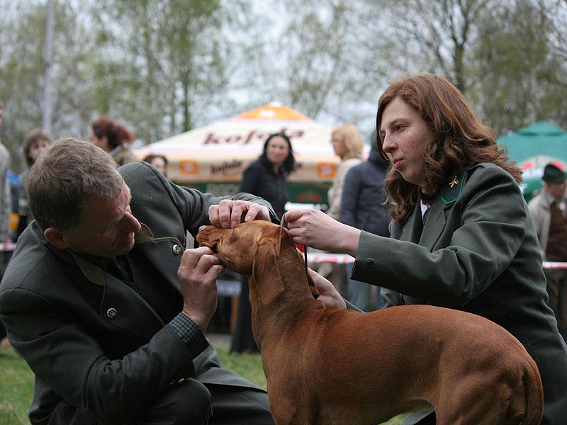 aneta_zoubky.jpg - Ch.Anett z Tišnovských revírů - V1,CAC + dokončen Český šampion